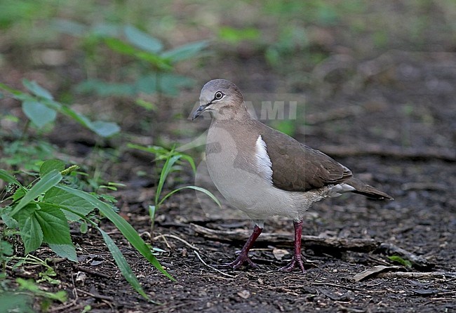 Grenada Dove, Leptotila wellsi) critically endangered and endemic to the island of Grenada in the Lesser Antilles. stock-image by Agami/Pete Morris,