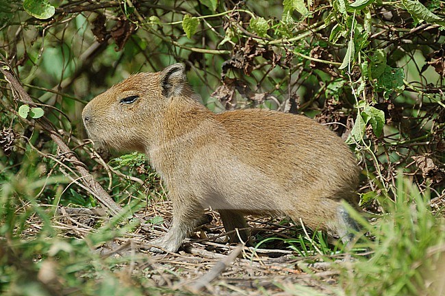 The Capybara (Hydrochoerus hydrochaeris) is the largest living rodent and resident to South America. stock-image by Agami/Eduard Sangster,