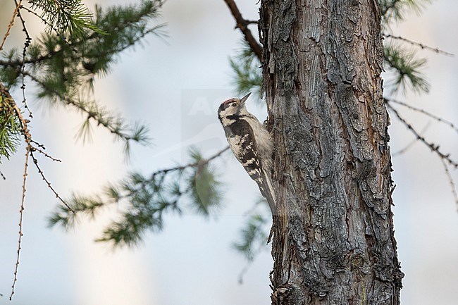 Lesser Spotted Woodpecker - Kleinspecht - Dryobates minor kamtschatkensis, Russia (Baikal), adult, male stock-image by Agami/Ralph Martin,