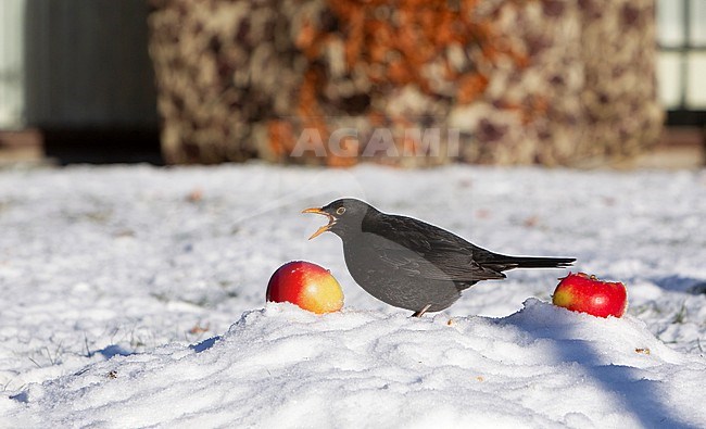 Adult male Common Blackbird (Turdus merula merula) eating apples in snow at Holte, Denmark stock-image by Agami/Helge Sorensen,
