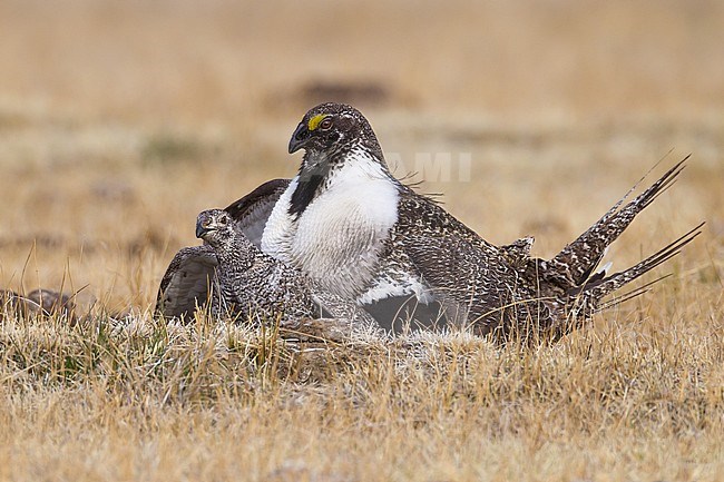 Adult male & female copulating
Mono Co., CA
April 2012 stock-image by Agami/Brian E Small,