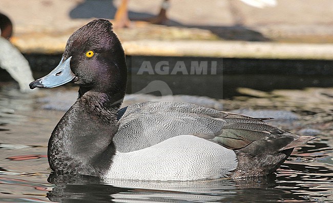 Lesser Scaup x Tufted Duck (Aythya affinis x Aythya fuligula), second calendar year male swimming in captivity, seen from the side. stock-image by Agami/Fred Visscher,