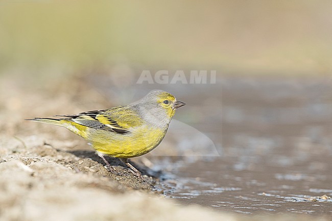  stock-image by Agami/Alain Ghignone,