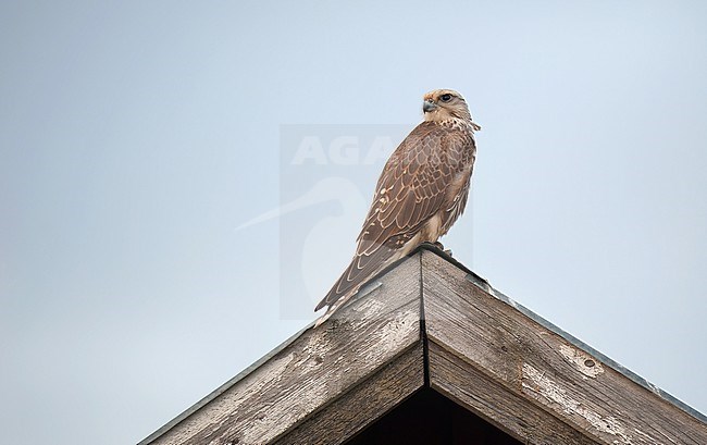 Saker Falcon (Falco cherrug). Side view of an escaped bird perched on roof ridge against pale blue sky. This endangered species breeds in Eurasian steppe areas and is still widely trapped for falconers in the Middle East. stock-image by Agami/Kari Eischer,