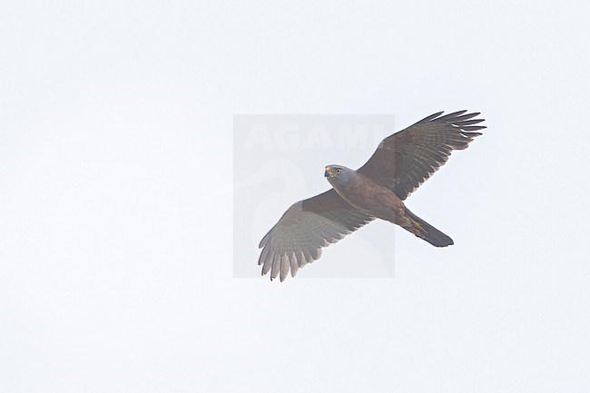 Brown Goshawk (Accipiter fasciatus) in flight in Papua New Guinea stock-image by Agami/Dubi Shapiro,