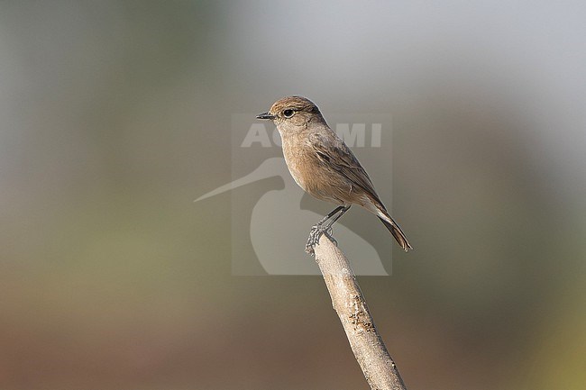 Female Pied Bush Chat, Saxicola caprata, in India. stock-image by Agami/Dani Lopez-Velasco,