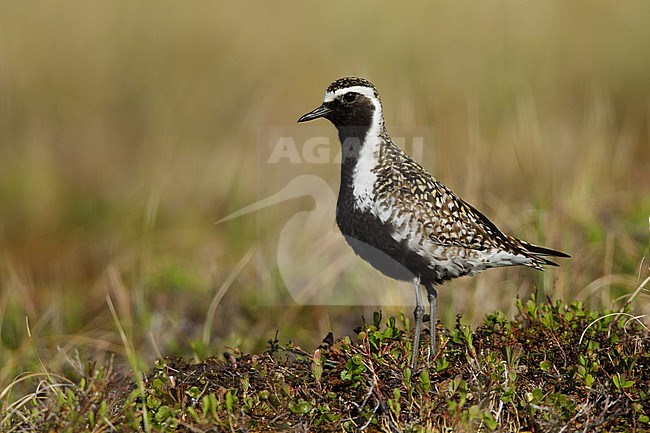 Adult male Pacific Golden Plover () in breeding plumage standing on the tundra of Seward Peninsula, Alaska, USA. stock-image by Agami/Brian E Small,