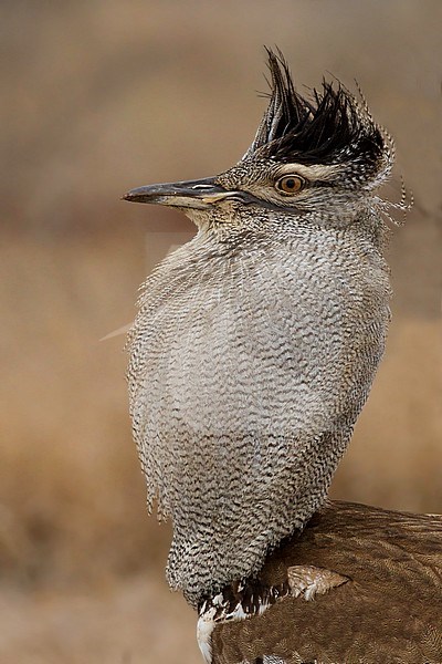 Kori Bustard (Ardeotis kori) stock-image by Agami/Dubi Shapiro,