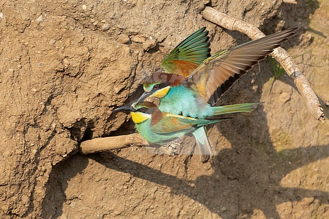 European Bee-eater (Merops apiaster), couple mating,  Campania, Italy stock-image by Agami/Saverio Gatto,