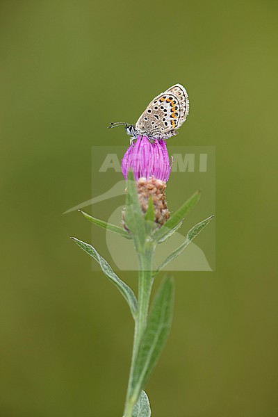 Heideblauwtje zittend op paarse bloem; Silver-studded Blue sitting on pink flower; stock-image by Agami/Walter Soestbergen,