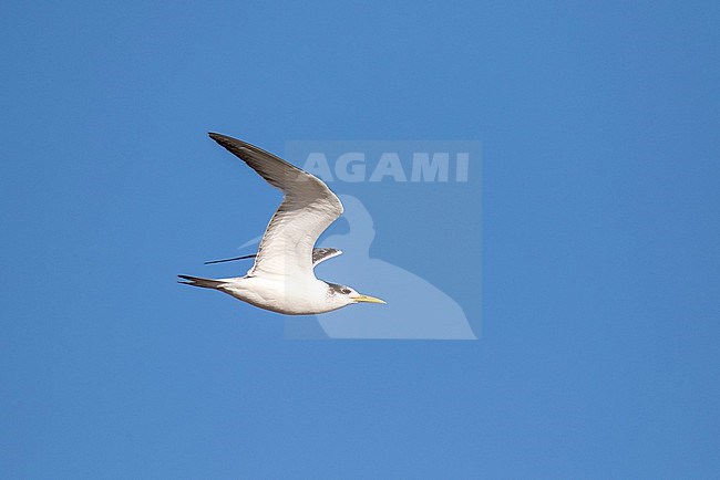 Greater crested tern (Thalasseus bergii) in South Africa. stock-image by Agami/Pete Morris,