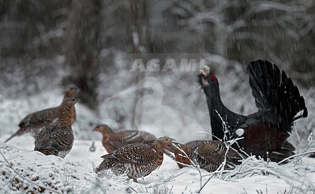 Mannetje Auerhoen roepend, Male Western Capercaillie calling stock-image by Agami/Markus Varesvuo,