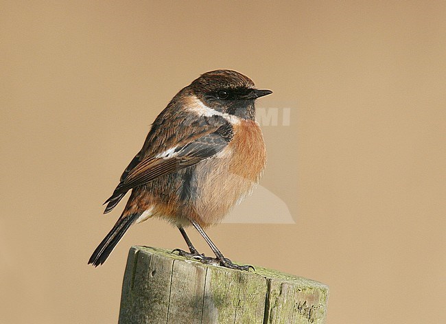 Male British Stonechat (Saxicola rubicola hibernans), Cley, Norfolk, during late winter. Perched on a wooden pole. stock-image by Agami/Steve Gantlett,