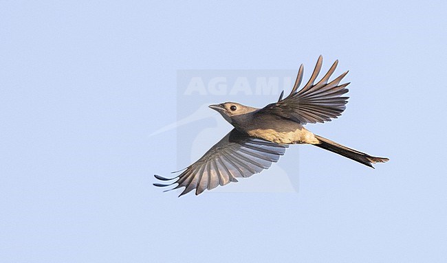 Ashy Drongo (Dicrurus leucophaeus) in flight in southern Thailand. Migrating over Chumphon Raptor Center, Chumphon, Thailand. stock-image by Agami/Ian Davies,