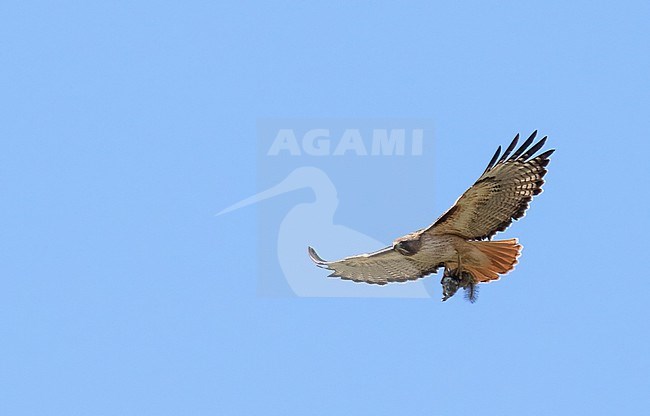 Red-tailed Hawk (Buteo jamaicensis) in North-America. Soaring with prey in its claws. stock-image by Agami/Dubi Shapiro,
