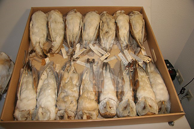 Kerkuilen in een museum; Dark Barn Owls in a museum stock-image by Agami/Chris van Rijswijk,