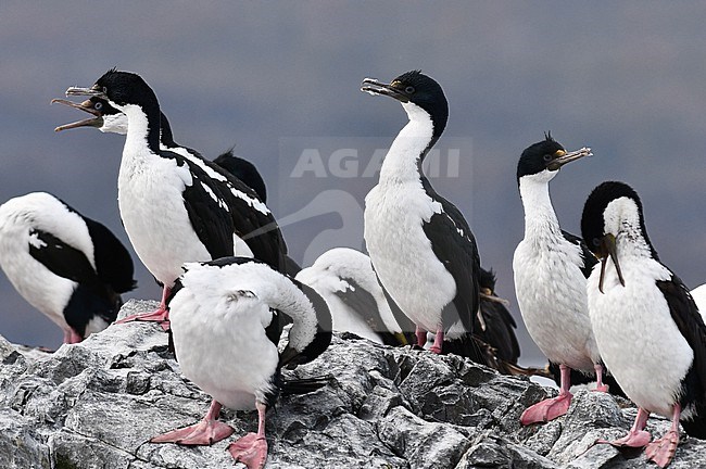 Imperial Shag, Leucocarbo atriceps, in Patagonia, Argentina. stock-image by Agami/Laurens Steijn,