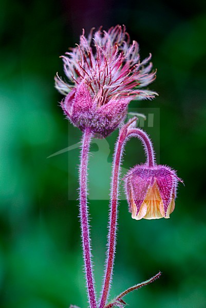 Knikkend nagelkruid, Water Avens stock-image by Agami/Rob Riemer,