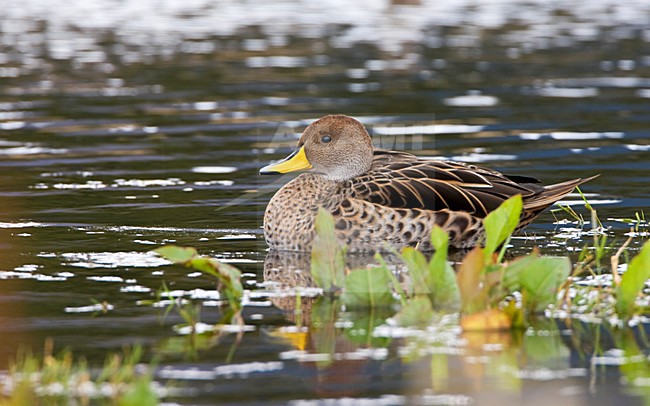Geelbekpijlstaart, Yellow-billed Pintail, Anas georgica stock-image by Agami/Marc Guyt,