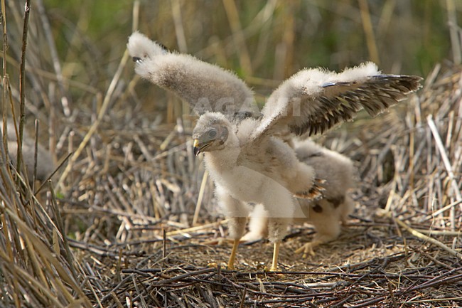 Blauwe Kiekendief; Hen Harrier; Circus cyaneus stock-image by Agami/Jari Peltomäki,