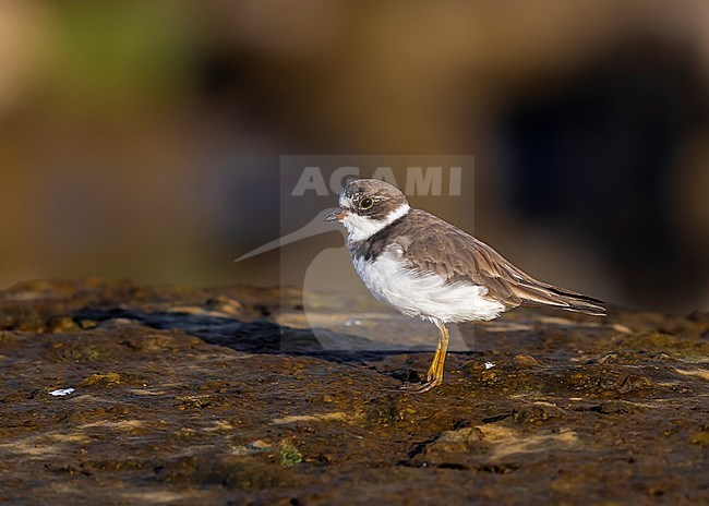 Adult winter plumage Semipalmated Plover sitting in Cabo da Praia quarry, Terceira, Azores. October 03, 2018. stock-image by Agami/Vincent Legrand,