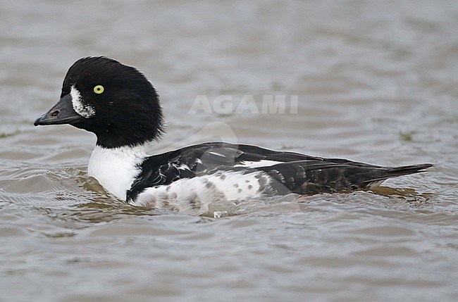 Barrow's Goldeneye (Bucephala islandica), first winter male swimming in captivity, seen from the side. stock-image by Agami/Fred Visscher,