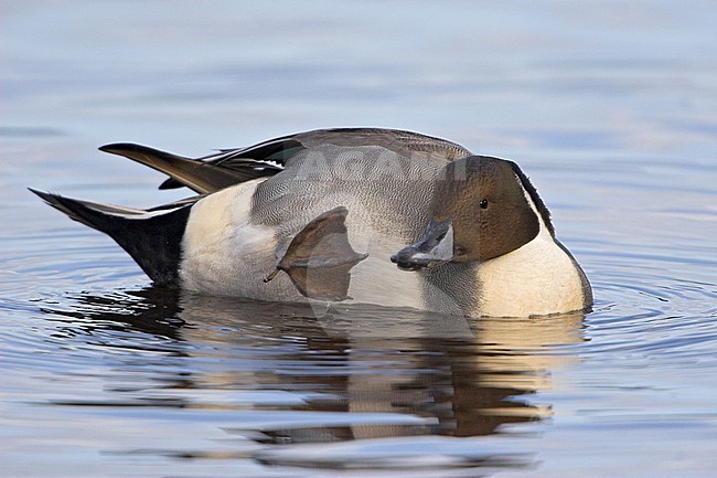 Northern Pintail (Anas acuta) swimming in Victoria, BC, Canada. stock-image by Agami/Glenn Bartley,
