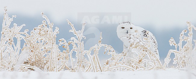 Snowy Owl female (Bubo scandiaca) Canada February 2016 stock-image by Agami/Markus Varesvuo,