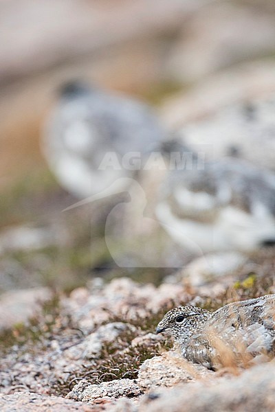 Rock Ptarmigan - Alpenschneehuhn - Lagopus muta ssp. millaisi, Scotland stock-image by Agami/Ralph Martin,
