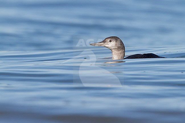 Red-throated Loon - Sterntaucher - Gavia stellata, Germany, 1st cy stock-image by Agami/Ralph Martin,