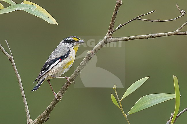 perched on a branch in eastern Australia. stock-image by Agami/Glenn Bartley,