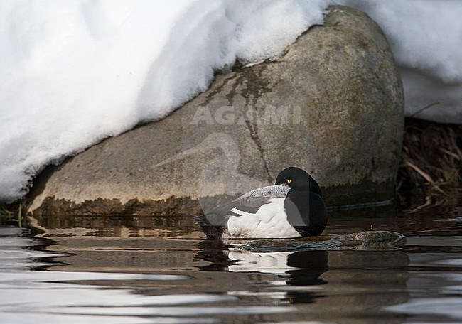Slapende man Toppereend; Sleeping male Greater Scaup stock-image by Agami/Marc Guyt,