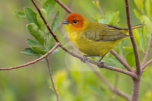 Rust-and-yellow Tanager (Thlypopsis ruficeps) Perched on a branch in Argentina stock-image by Agami/Dubi Shapiro,
