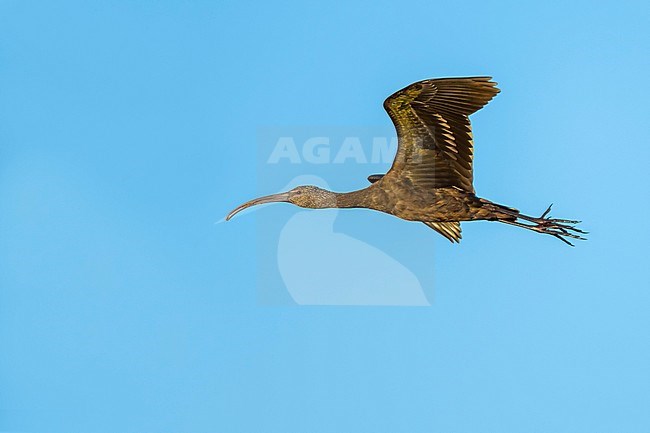 Adult non-breeding White-faced Ibis, Plegadis chihi.
Riverside Co., California, USA. stock-image by Agami/Brian E Small,