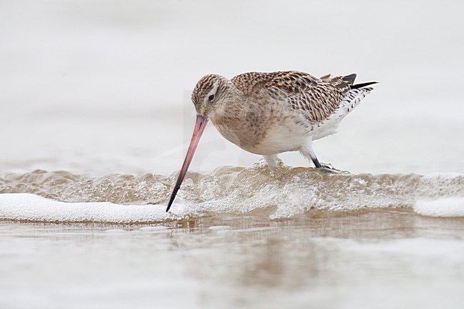 Eerste winter Rosse Grutto foeragerend op het strand; First winter Bar-tailed Godwit foraging on the beach stock-image by Agami/Arnold Meijer,