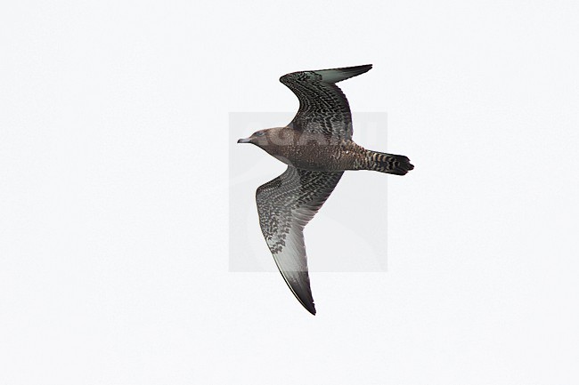 juvenile pomarine jaeger or pomarine skua (stercorarius pomarinus) in flight during migration, found offshore at the German Beight / North Sea stock-image by Agami/Mathias Putze,
