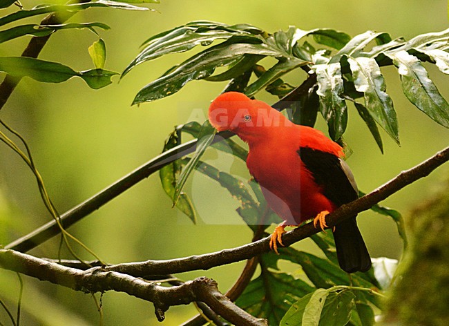 Rode Rotshaan mannetje zittend op tak; Andean Cock-of-the-rock male perched on branch stock-image by Agami/Laurens Steijn,