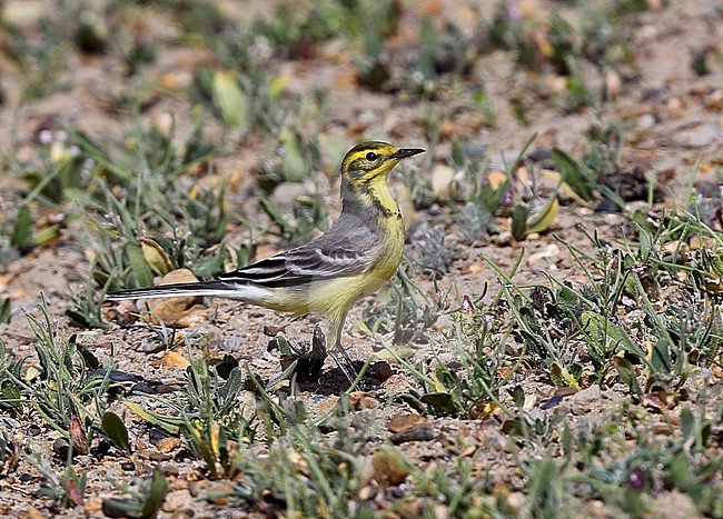 Citroenkwikstaart, Citrine Wagtail, Motacilla citreola ssp. werae stock-image by Agami/Andy & Gill Swash ,