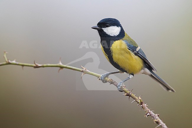 Great Tit (Parus major) in Italy. stock-image by Agami/Daniele Occhiato,