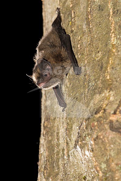 Soprano's pipistrelle is sitting on a tree stock-image by Agami/Theo Douma,