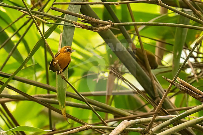 White browed Piculet, Sasia ochracea stock-image by Agami/Hans Germeraad,