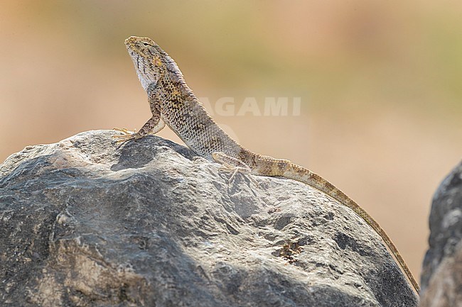 Yellow-spotted Agama (Trapelus flavimaculatus), sida view of an individual standing on a rock, Dhofar, Oman stock-image by Agami/Saverio Gatto,