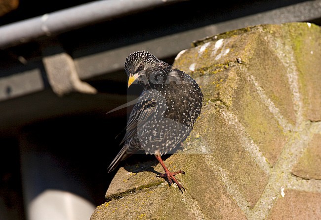 Spreeuw; Common Starling stock-image by Agami/Marc Guyt,