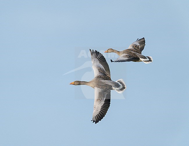 Adult Greylag Goose (Anser anser) flying and banking against a blue sky, seen from above, showing tail, upperwings and upperside stock-image by Agami/Ran Schols,