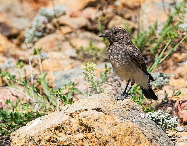 Juvenile Cyprus Wheatear standing on the ground in the Trodos mountains on Cyprus. stock-image by Agami/David Monticelli,