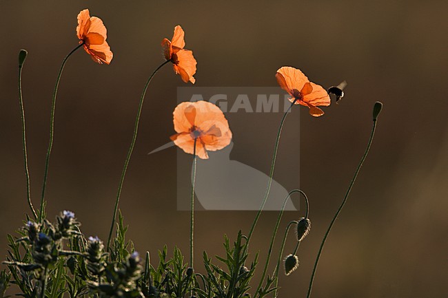 Bleke klaproos met hommel, Long-headed Poppy with bumblebee stock-image by Agami/Menno van Duijn,