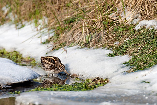 Bokje foeragerend in kwelwater in de winter; Jack Snipe foraging in winter stock-image by Agami/Arnold Meijer,