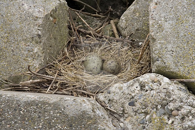 Legsel van Stormmeeuw; Clutch of Mew Gull stock-image by Agami/Arnold Meijer,