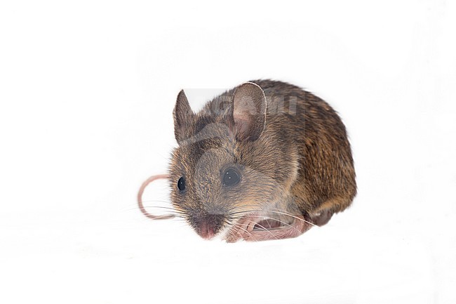 Bosmuis met witte achtergrond stock-image by Agami/Theo Douma,