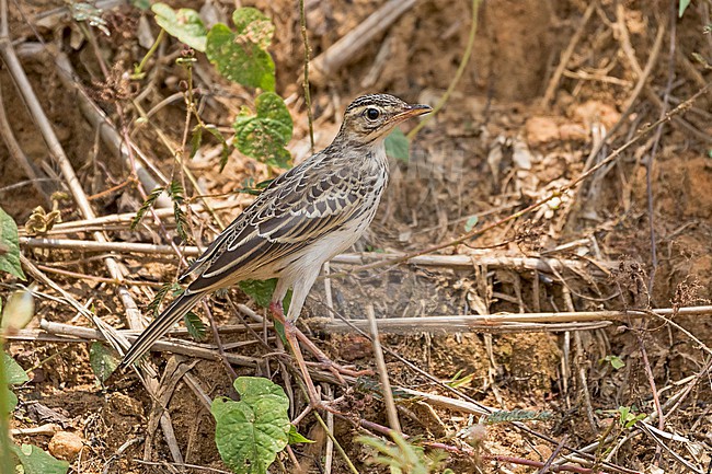 Long-legged Pipit (Anthus pallidiventris) in Cameroon. stock-image by Agami/Pete Morris,